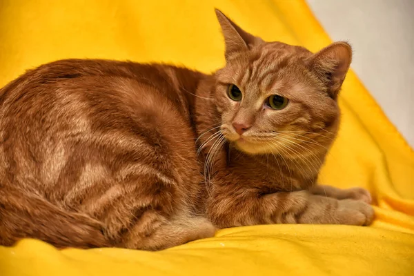 Gyönyörű Vörös Hajú Macska Csíkos Hazugság — Stock Fotó
