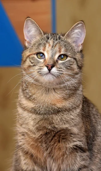 Brązowy Czerwonymi Paskami Młody Krótkowłosa Kot — Zdjęcie stockowe