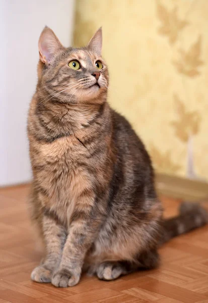 棕色和红色条纹斑斑的小短毛猫 — 图库照片