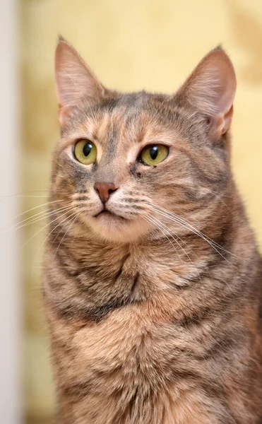 Castanho Com Listrado Vermelho Tabby Jovem Gato Shorthair — Fotografia de Stock