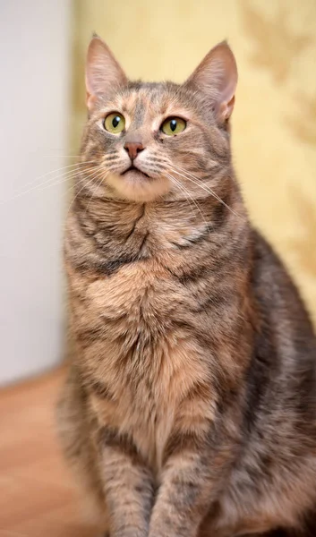 Hnědá Červeně Pruhovaným Tabby Mladé Krátkosrsté Kočky — Stock fotografie