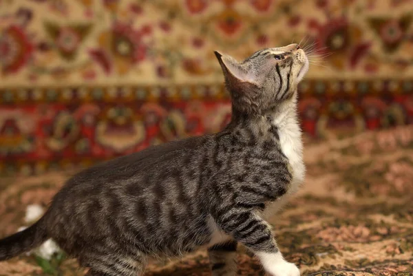 Striped Playful Kitten Sore Eye Couch — Stock Photo, Image