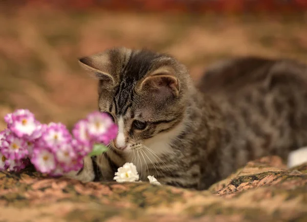 Gestreept Speels Kitten Met Een Zere Oog Bank — Stockfoto