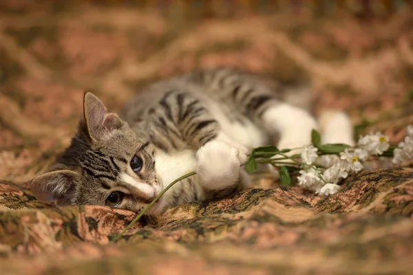 Chaton Ludique Rayé Avec Oeil Douloureux Sur Canapé — Photo