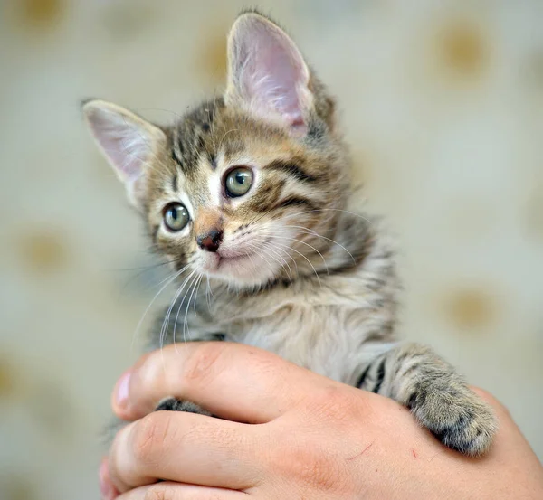 Listrado Bonito Jovem Gatinho Mão — Fotografia de Stock