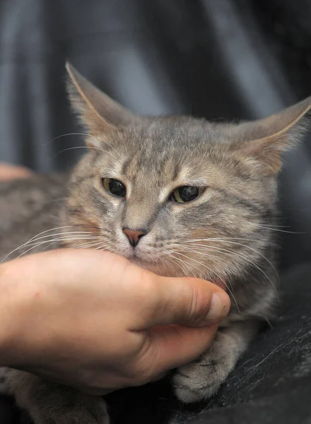 Kucing Muda Lucu Abu Abu Potret Pada Latar Belakang Gelap — Stok Foto