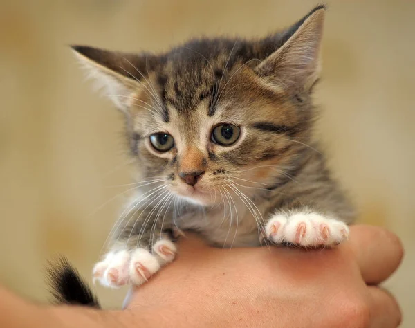 手牵着一只可爱的小猫咪 — 图库照片