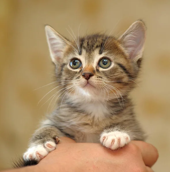 Striped Cute Young Kitten Hand — Stock Photo, Image
