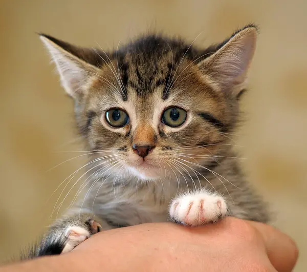 Striped Cute Young Kitten Hand — Stock Photo, Image