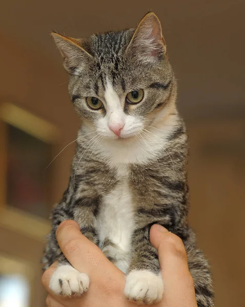 Gestreifte Süße Junge Kätzchen Der Hand — Stockfoto