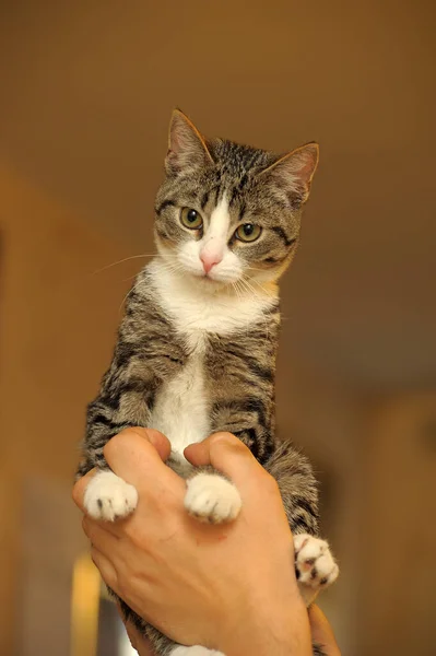 Gestreept Schattig Jong Kitten Hand — Stockfoto