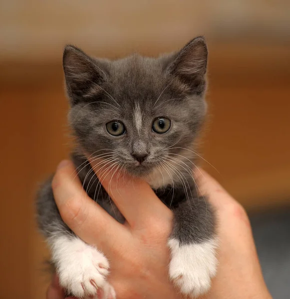 Niño Con Gatito Las Manos Casa — Foto de Stock