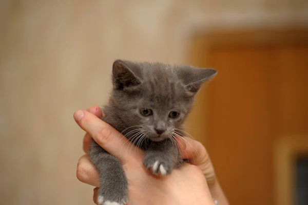 Piccolo Gattino Grigio Nelle Mani Tenerezza Cura — Foto Stock