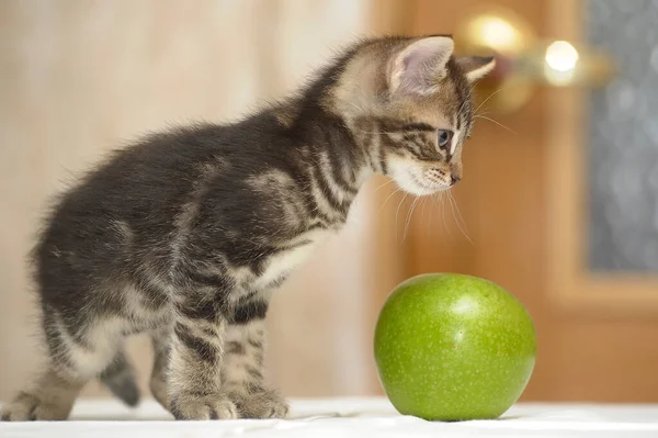 Mały Brązowy Kociak Paski Zielone Jabłko — Zdjęcie stockowe