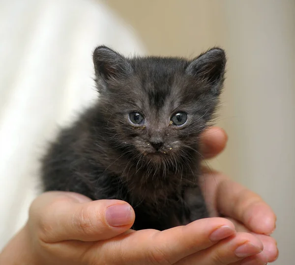 Little Gray Kitten Hands Tenderness Care — Stock Photo, Image