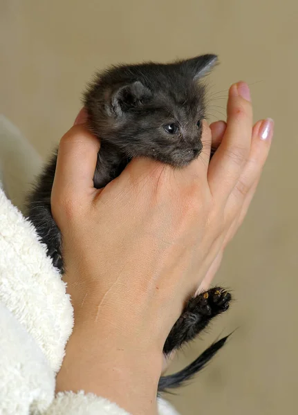 Kleines Graues Kätzchen Händen Zärtlichkeit Und Fürsorge — Stockfoto