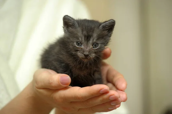 Gatito Gris Las Manos Ternura Cuidado —  Fotos de Stock