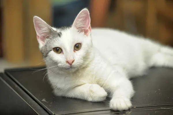 Cute Young White Gray Cat Lies — Stock Photo, Image