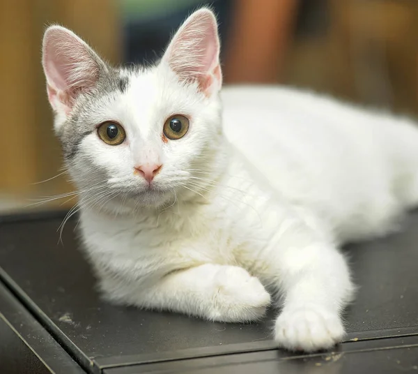 Roztomilý Mladý Bílý Šedou Kočkou Leží — Stock fotografie