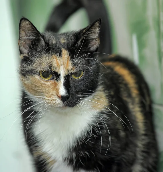 Tricolor Stenografikatt Med Gula Ögon — Stockfoto