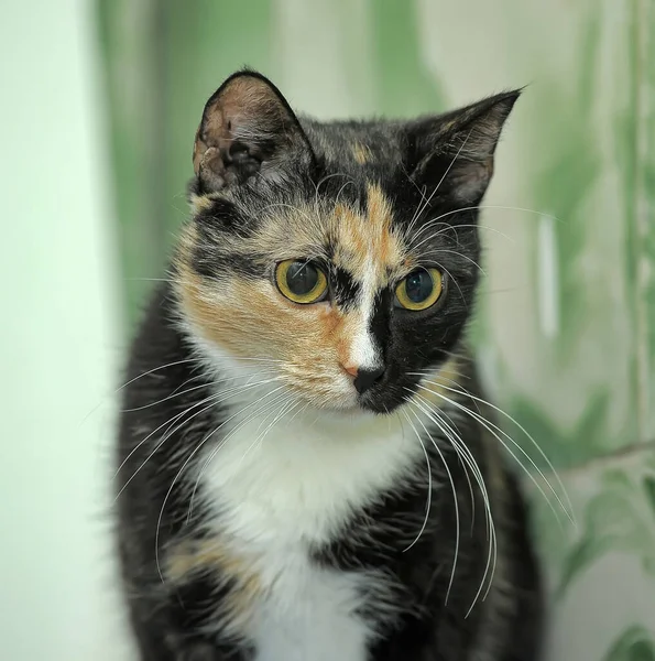 Tříbarevná Krátkosrstá Kočka Žlutýma Očima — Stock fotografie