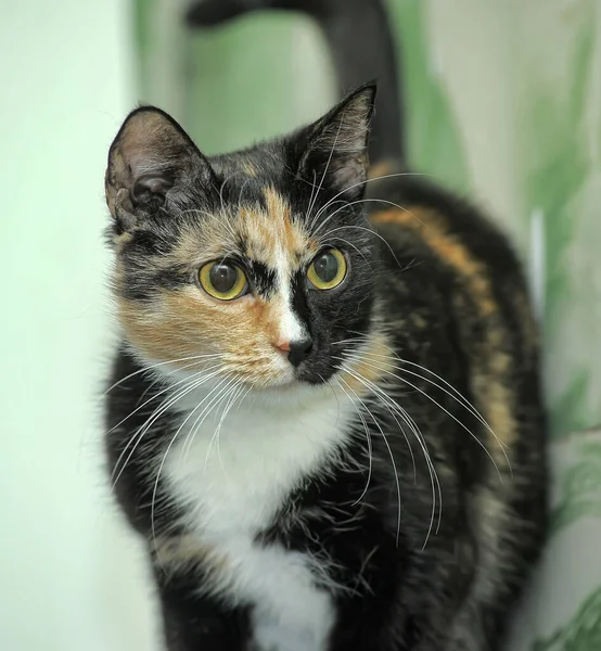 Tříbarevná Krátkosrstá Kočka Žlutýma Očima — Stock fotografie
