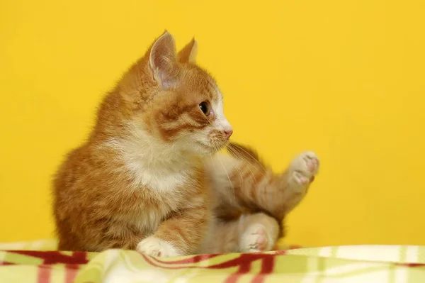 Lindo Rojo Con Blanco Gatito — Foto de Stock