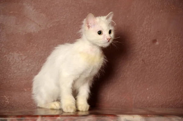 Λευκή Χνουδωτή Γριά Γάτα Καφέ Φόντο — Φωτογραφία Αρχείου