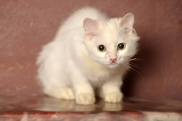 Vit Fluffig Gammal Katt Brun Bakgrund — Stockfoto