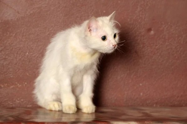 Gato Viejo Mullido Blanco Sobre Fondo Marrón — Foto de Stock