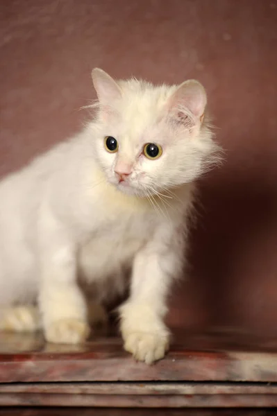 Gato Viejo Mullido Blanco Sobre Fondo Marrón —  Fotos de Stock