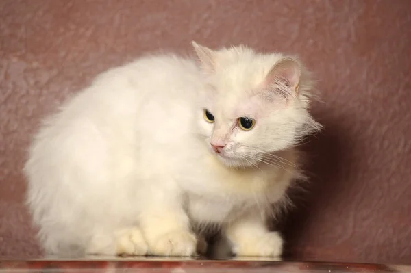 Gato Viejo Mullido Blanco Sobre Fondo Marrón —  Fotos de Stock