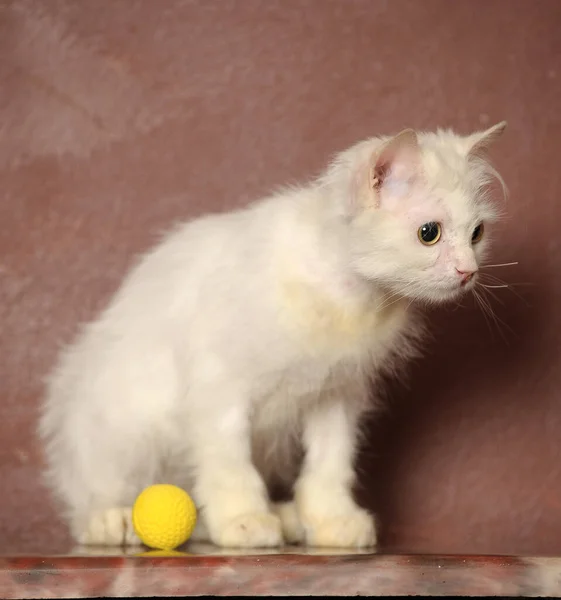 Gato Viejo Mullido Blanco Sobre Fondo Marrón —  Fotos de Stock