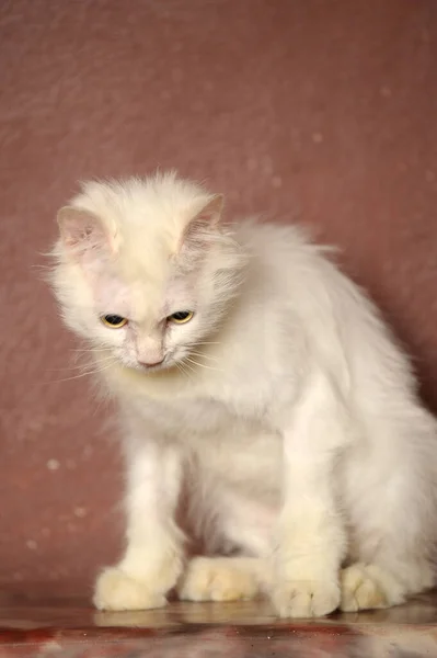 Gato Viejo Mullido Blanco Sobre Fondo Marrón — Foto de Stock