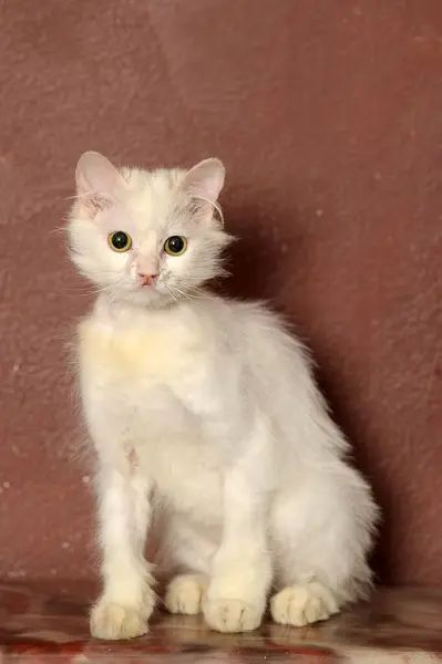 Gato Viejo Mullido Blanco Sobre Fondo Marrón — Foto de Stock