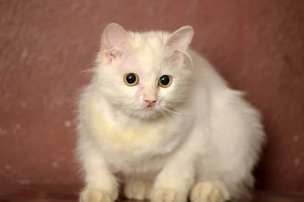 Weiße Flauschige Alte Katze Auf Braunem Hintergrund — Stockfoto