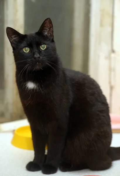 Černá Kočka Bílou Skvrnou Hrudi — Stock fotografie
