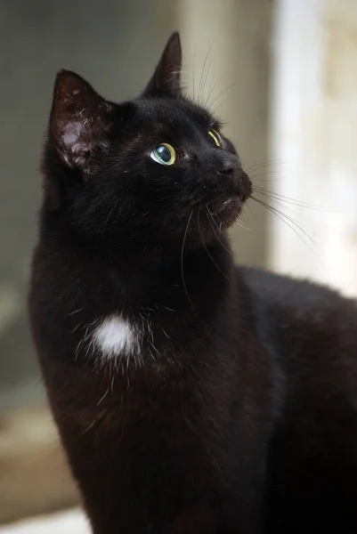 Gato Negro Con Una Mancha Blanca Pecho —  Fotos de Stock