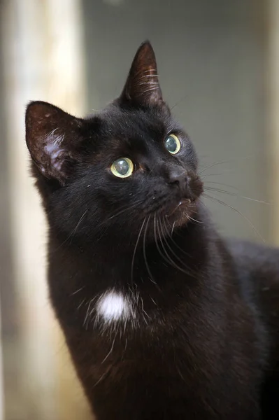 Gato Preto Com Uma Mancha Branca Seu Peito — Fotografia de Stock