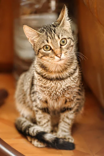 Beau Portrait Européen Chat Poil Court — Photo