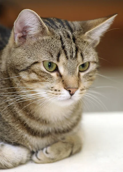 Beautiful European Shorthair Cat Portrait — Stock Photo, Image