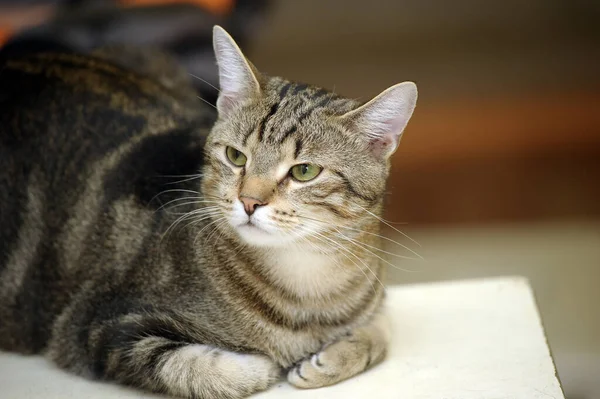 Beautiful European Shorthair Cat Portrait — Stock Photo, Image