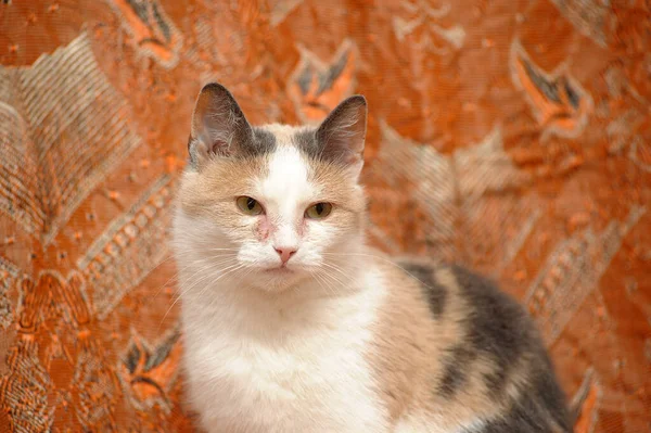 Bílá Červenou Šedou Krátkosrstou Kočkou Zblízka — Stock fotografie
