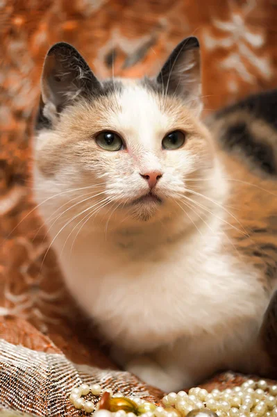 White Red Gray Shorthair Cat Close — Stock Photo, Image