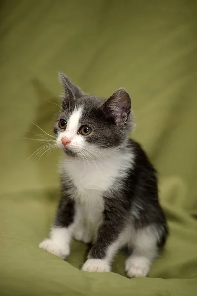 Schattig Grijs Kitten Een Licht Groene Achtergrond — Stockfoto