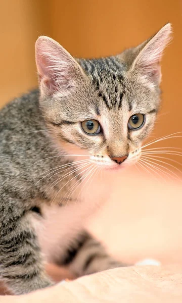 Söt Liten Randig Med Vit Kattunge — Stockfoto