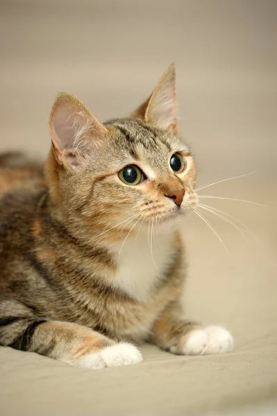 Striped Tricolor Cat Light Background — Stock Photo, Image