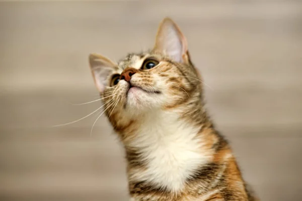 แมวไตรรงค บนพ นหล งแสง — ภาพถ่ายสต็อก