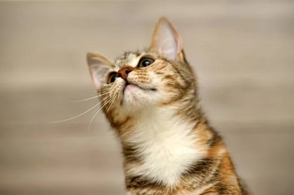 Randig Tricolor Katt Ljus Bakgrund — Stockfoto