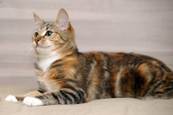 光を背景にした縞模様の三色の猫 — ストック写真